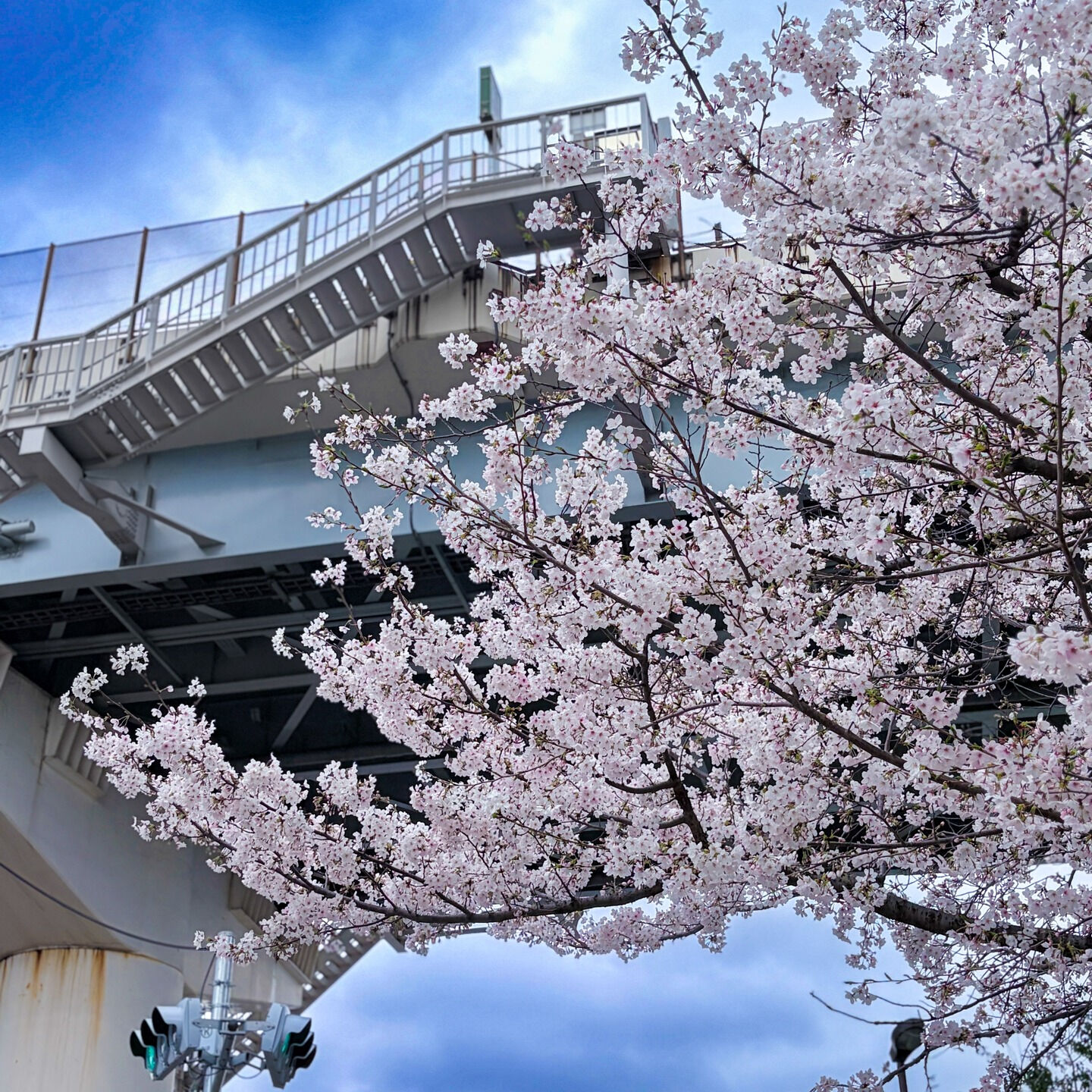 昨日、午前中かろうじて雨を逃れたので、浅草に「お花見」と「待