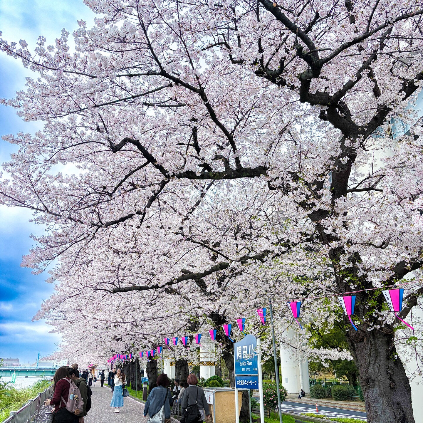 昨日、午前中かろうじて雨を逃れたので、浅草に「お花見」と「待