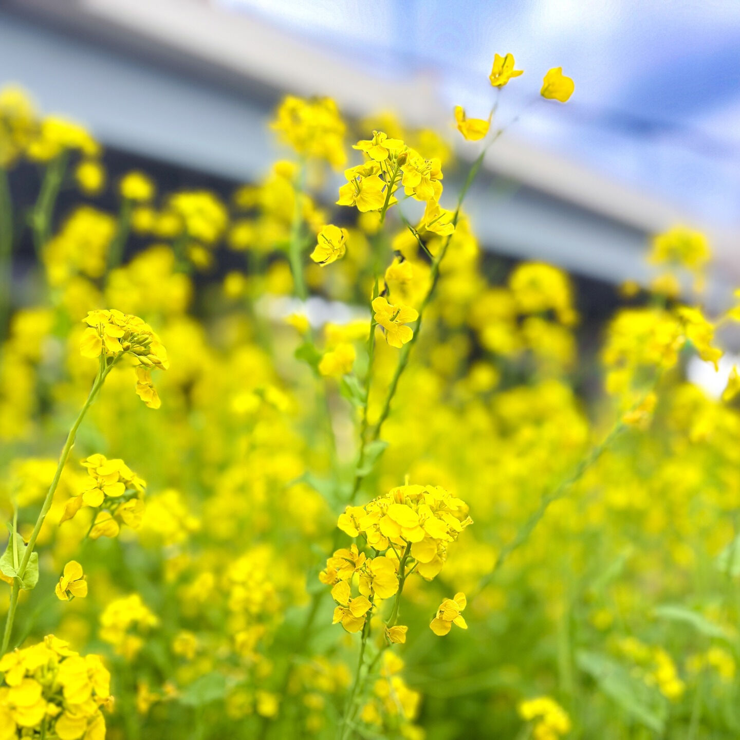 昨日、午前中かろうじて雨を逃れたので、浅草に「お花見」と「待