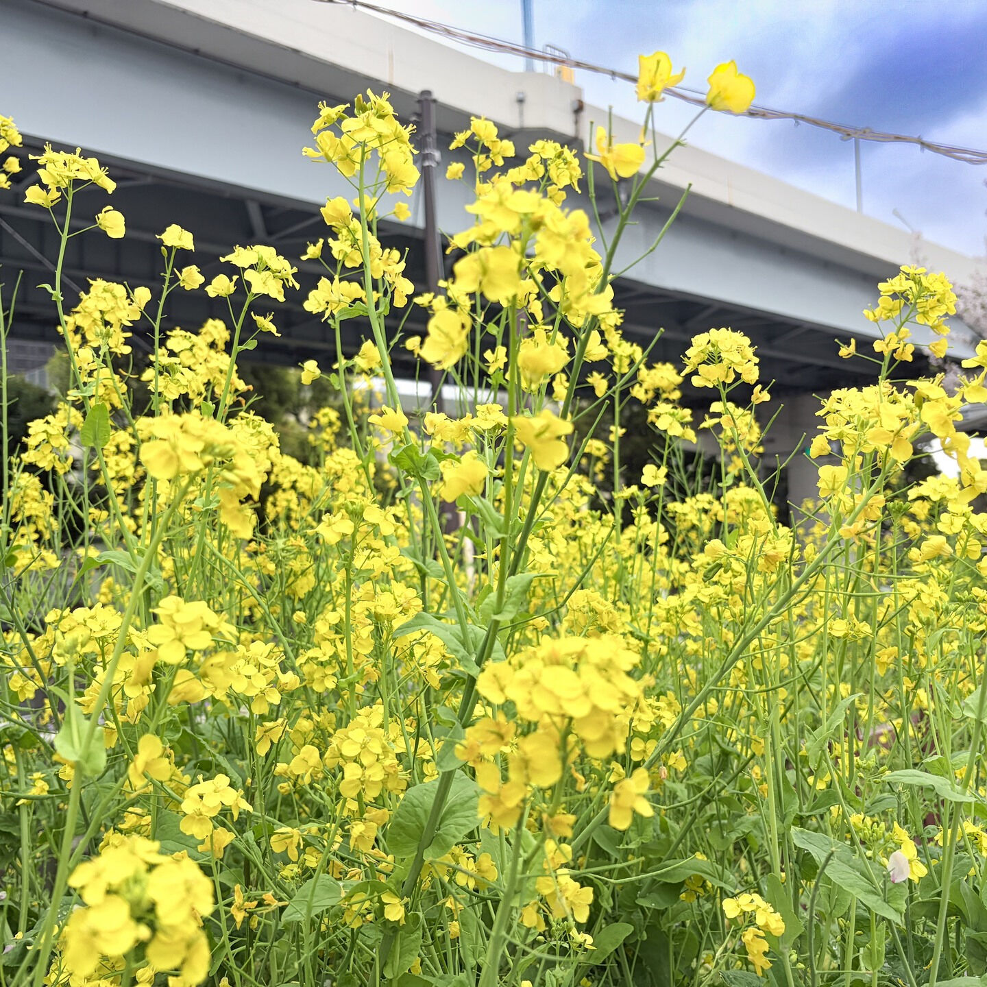 昨日、午前中かろうじて雨を逃れたので、浅草に「お花見」と「待