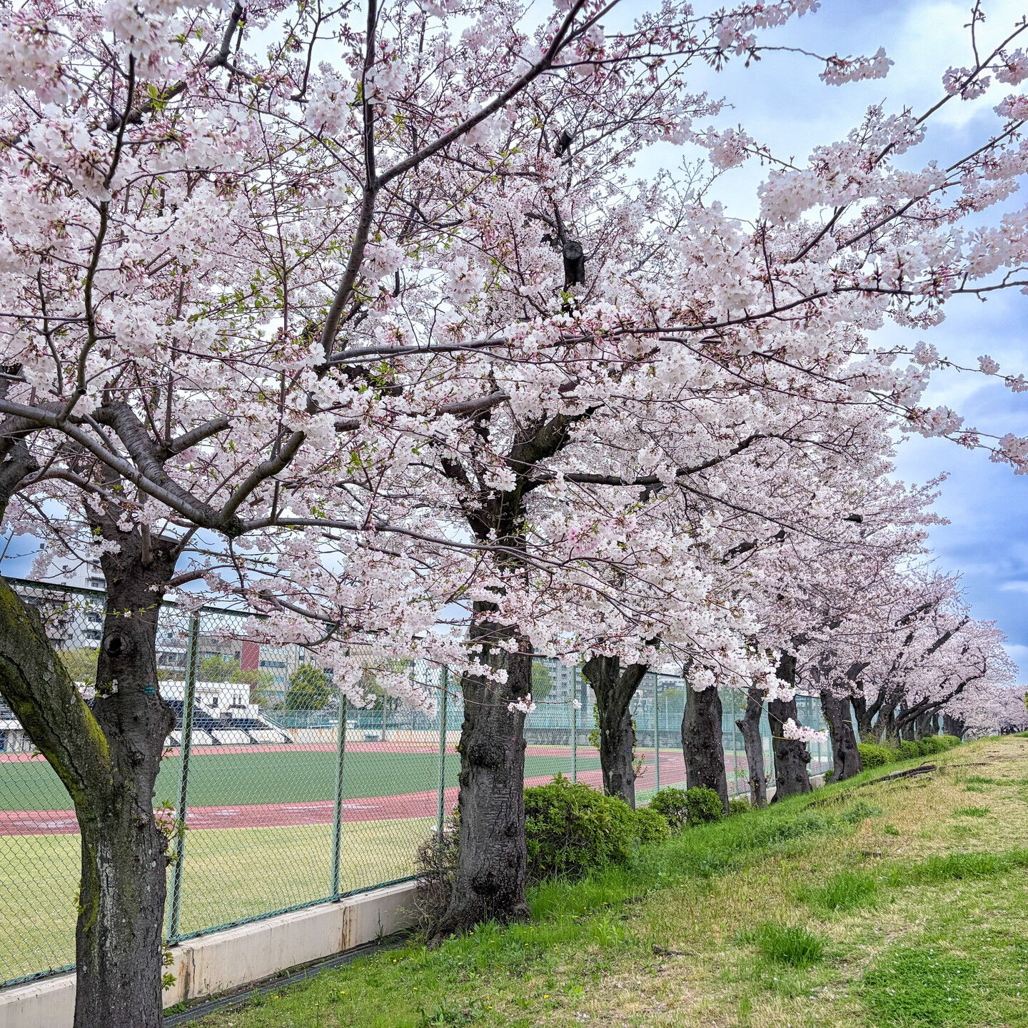 昨日、午前中かろうじて雨を逃れたので、浅草に「お花見」と「待