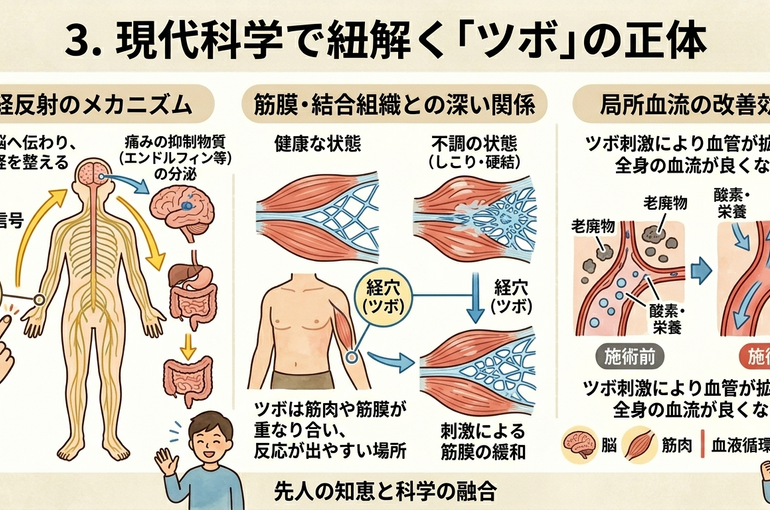    経穴（ツボ）はどうやって決まったの？東洋医学の歴史と現代の科学的根拠   